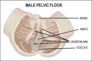 Male Pelvic Floor All About The Pelvic Floor